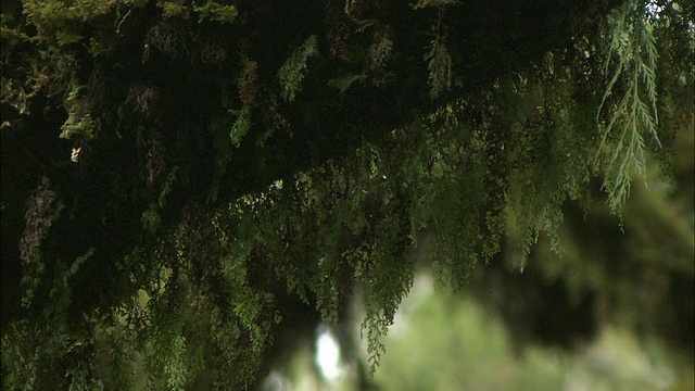 新西兰;南阿尔卑斯山;温带雨林视频素材