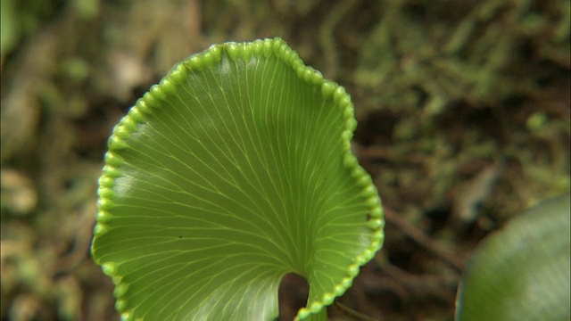 新西兰;南阿尔卑斯山;温带雨林视频素材