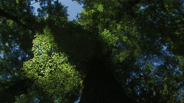 新西兰;南阿尔卑斯山;温带雨林视频素材