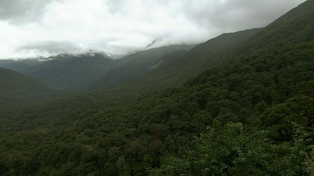 新西兰;南阿尔卑斯山;温带雨林视频素材