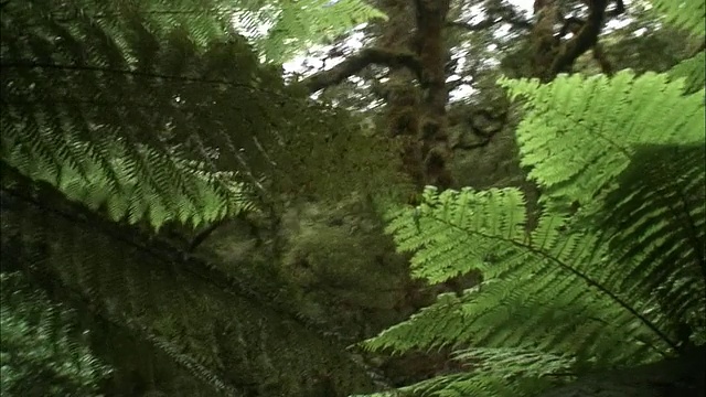 新西兰;南阿尔卑斯山;温带雨林视频素材