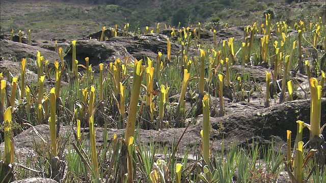 圭亚那高地Auyantepui顶部的植被视频素材