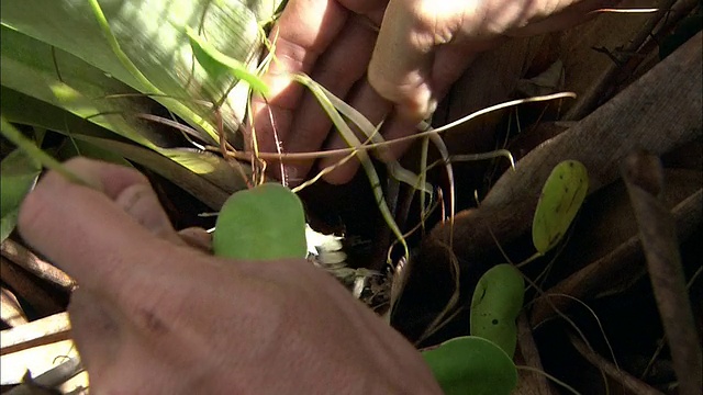 在圭亚那高地Auyantepui的狸藻上的昆虫陷阱视频素材