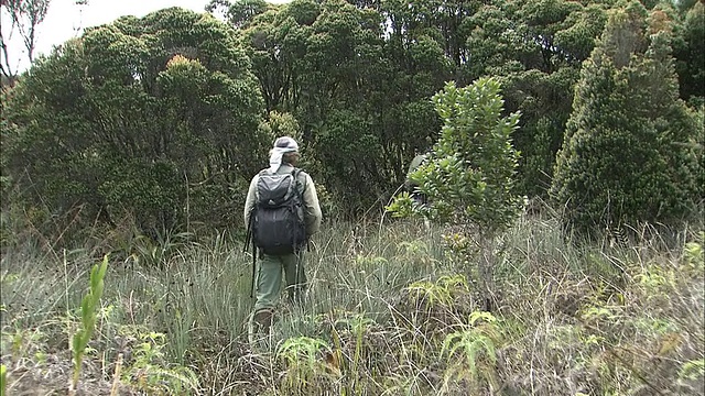 在圭亚那高地Auyantepui山顶徒步旅行视频素材