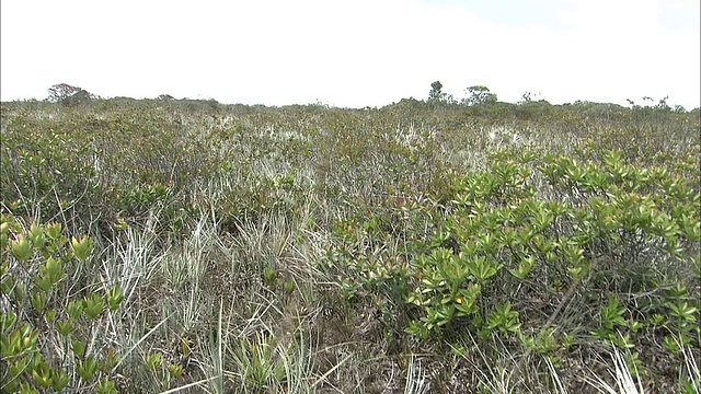 在圭亚那高地Auyantepui山顶徒步旅行视频素材