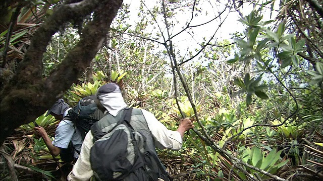 沿着圭亚那高地Auyantepui顶部的河流徒步旅行视频素材