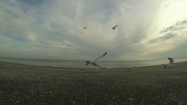 海鸥(慢镜头，100fps)在海滩上视频下载