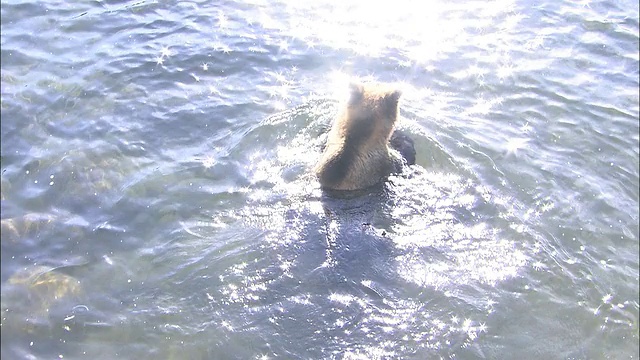 北海道的棕熊和粉红鲑鱼视频素材