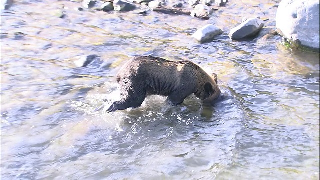 北海道的棕熊和粉红鲑鱼视频素材