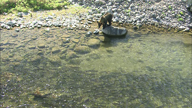 北海道的棕熊和粉红鲑鱼视频素材