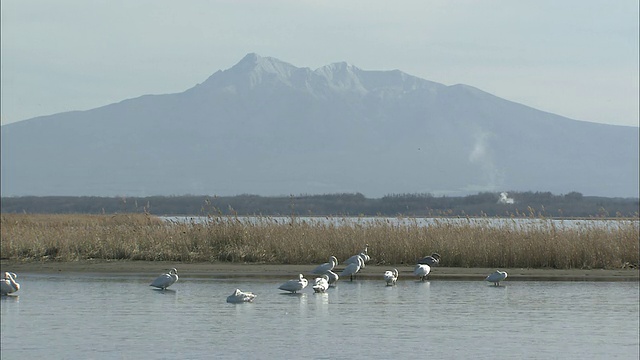 大天鹅(天鹅座)在豆腐湖，北海道视频素材