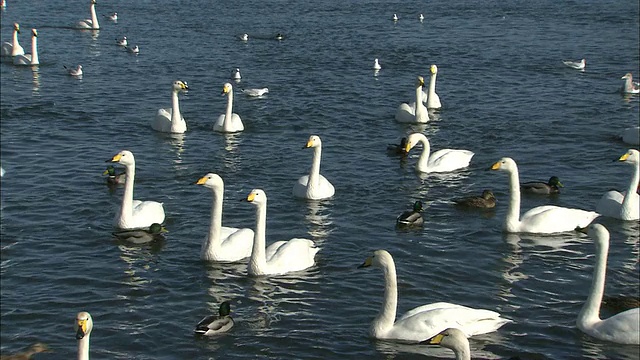 大天鹅(天鹅座)在豆腐湖，北海道视频素材