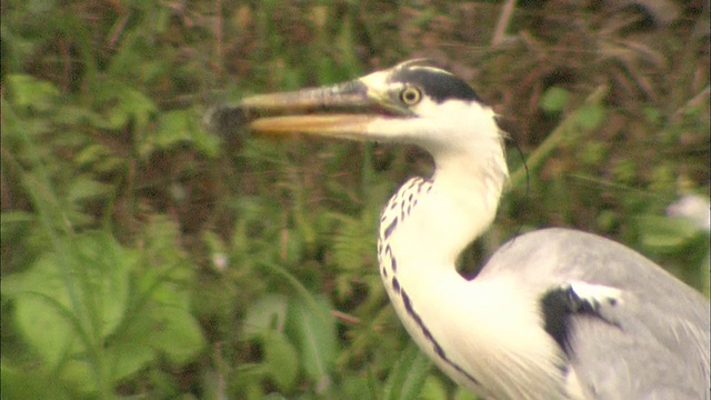 北海道苍鹭(Ardea cinerea视频素材