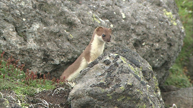 北海道白鼬(Mustela erminea orientalis)视频素材