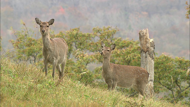 岩手县梅花鹿 (Cervus nippon)视频素材