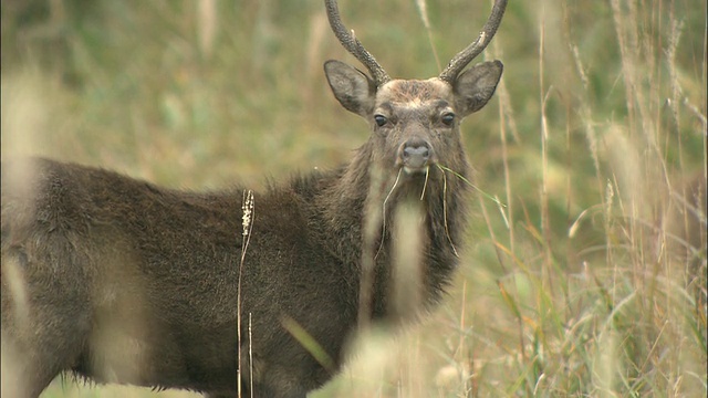 岩手县梅花鹿 (Cervus nippon)视频素材