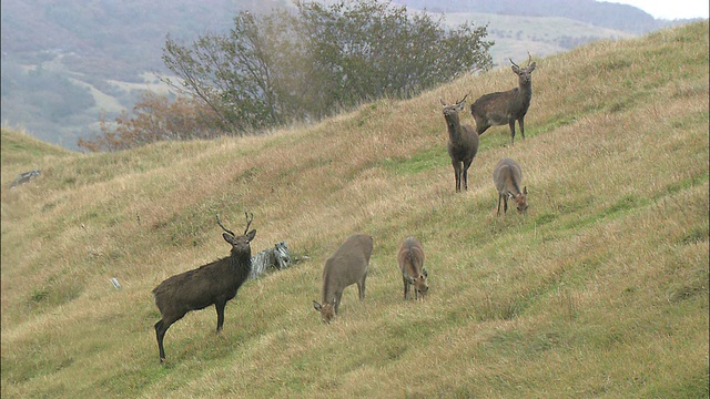 岩手县梅花鹿 (Cervus nippon)视频素材