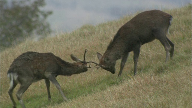 岩手县梅花鹿 (Cervus nippon)视频素材