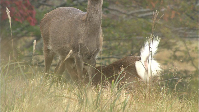 岩手县梅花鹿 (Cervus nippon)视频素材