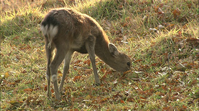 岩手县梅花鹿 (Cervus nippon)视频素材