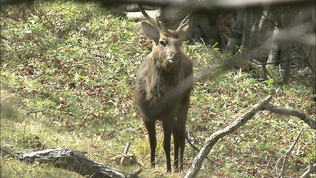 岩手县梅花鹿 (Cervus nippon)视频素材