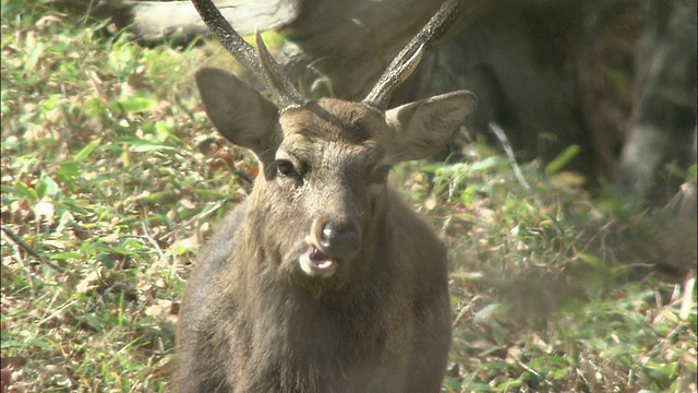 岩手县梅花鹿 (Cervus nippon)视频素材