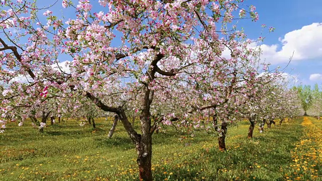 苹果园，花团锦簇视频素材