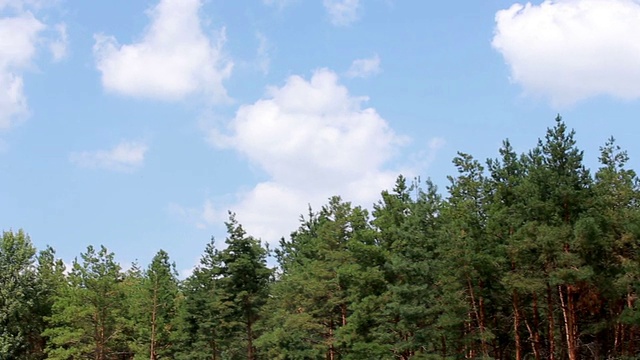 美丽的松树在高山上的背景。视频素材