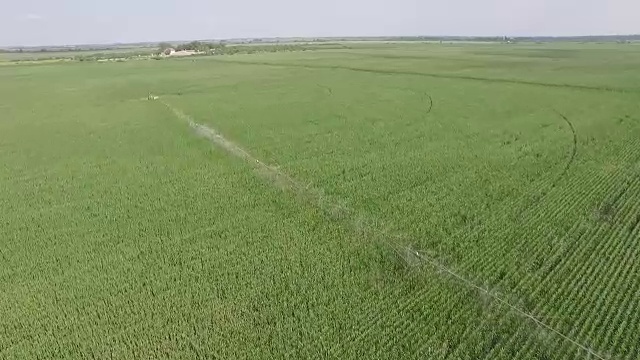 大片的玉米地配有喷水器和洒水器。用循环水泵灌溉玉米视频素材