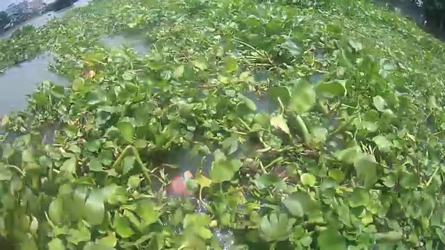 河上的水葫芦视频素材