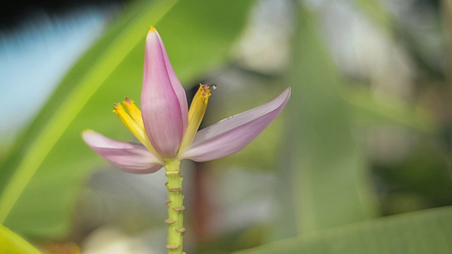 蜜蜂在香蕉花周围飞来飞去。视频素材