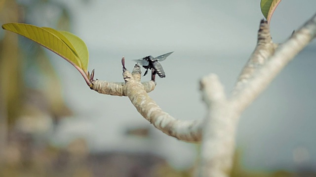 热带大黑木蜂接近鸡蛋花枝桠视频素材