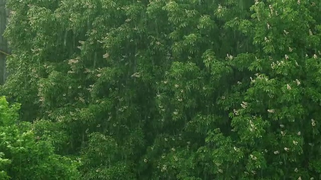 春天的雨在城市里视频素材