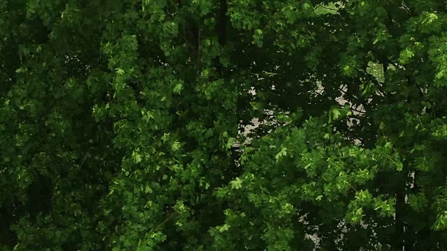 春天的雨在城市里视频素材