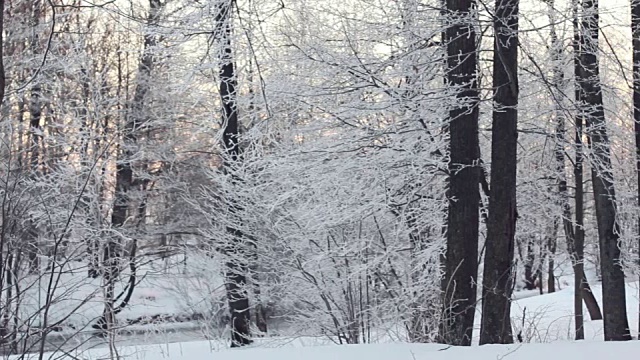 冬天的森林和阳光。森林里的雪景，阳光穿过树林视频素材