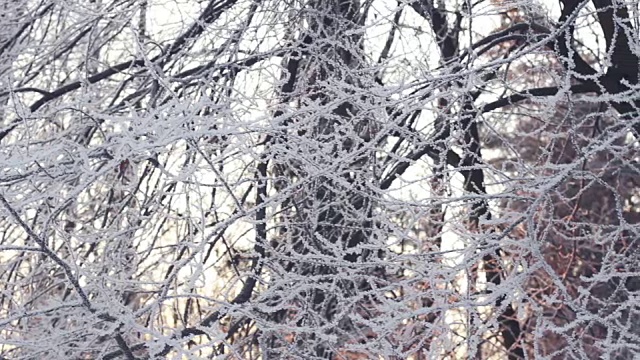 冬天的背景。冬天森林里的雪树。树枝上覆盖着雪视频素材