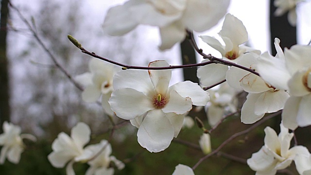 白玉兰花视频素材