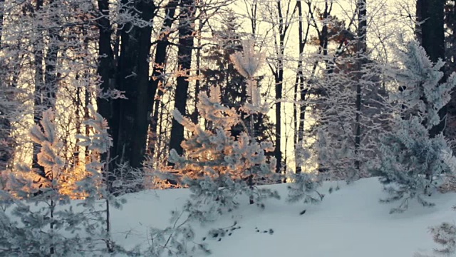 冬季森林的阳光。背光树在雪景。落日森林视频素材