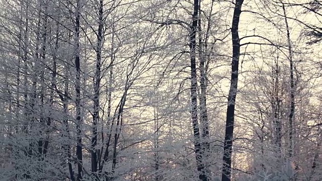 冬季森林的全景。冬天下雪的森林。被雪覆盖的树视频素材