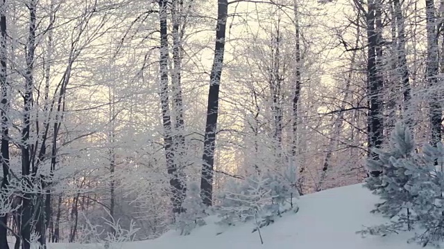 冬天的森林景观。冬天的场景。冬季森林淘金视频素材