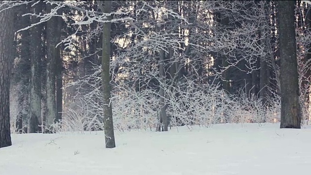 冬天的公园。冬天公园里的雪景。被雪覆盖的树视频素材