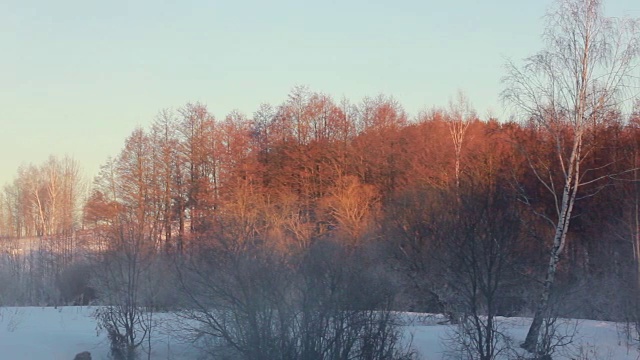 冬天的风景。冬天森林里金黄色的树木被雪覆盖视频素材