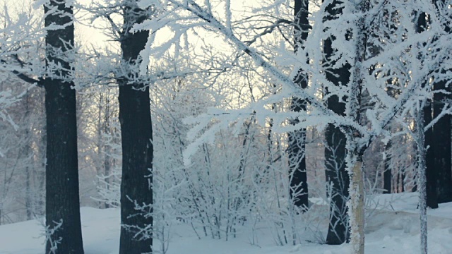 雪覆盖了树。雪花从树上飘落。冬天的雪树。摇树视频素材