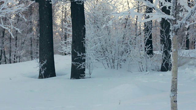 冬天的公园里，雪花从树上飘落。降雪。雪覆盖了树。暴风雪视频素材