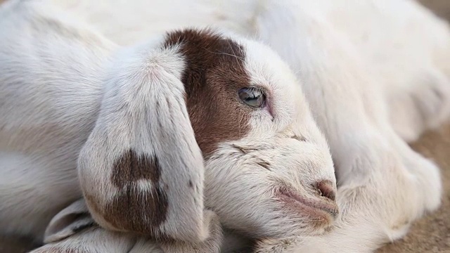 小山羊视频下载