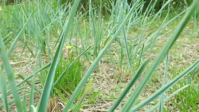 飞过夏日田野或草坪上的绿草视频素材