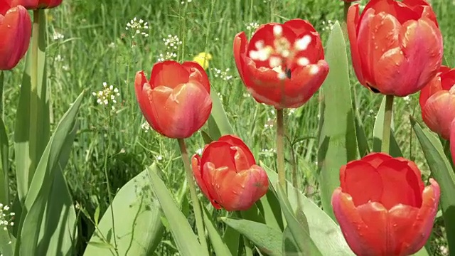 花园里花坛里的红色郁金香在风中摇曳视频素材