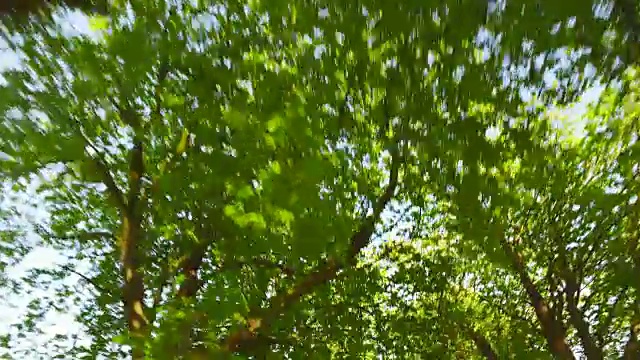 越过夏日的树木视频素材