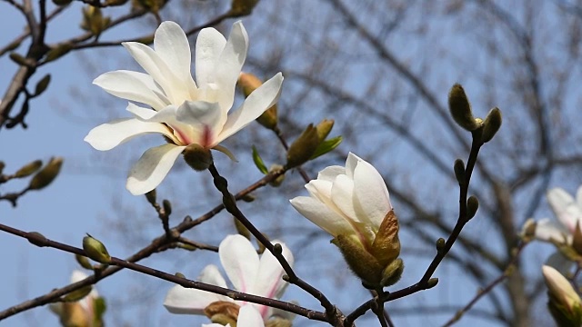 白玉兰和花蕾近了视频素材