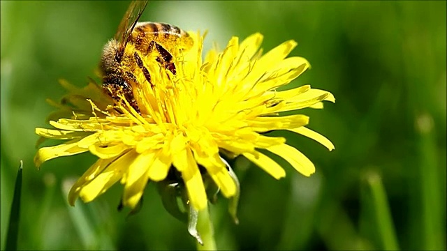 蜜蜂在黄花上视频下载